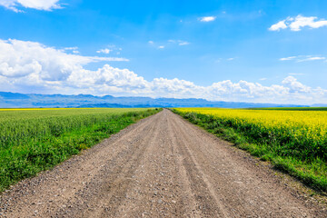 Country road and wheat field with rapeseed flowers farmland nature landscape in spring under blue...