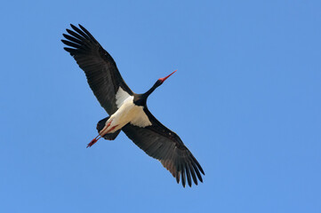Black stork (ciconia nigra) soaring high in blue sky with wide spreaded wings