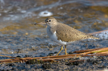 Common sandpiper (Actitis hypoleucos) walks on water edge near a shore in windy day