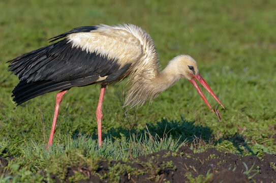 Adult White stork (ciconia ciconia) catching a worm in green grass for his children
