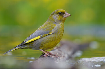 Male European Greenfinch (Chloris chloris) sitting on wet old looking branch with nice green background 