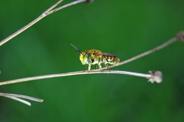 macro of a bee