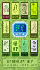 Set of  Hand drawn illustrations. TOP MEDICINAL HERBS FOR NORMALIZING BLOOD PRESSURE