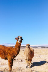 Two llamas standing side by side at Carachi Pampa Lagoon, Catamarca, Argentina