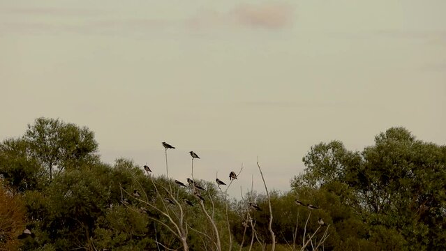 birds are sitting on a dry tree