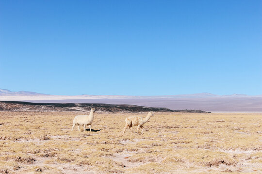 Two llamas standing side by side at Carachi Pampa Lagoon, Catamarca, Argentina