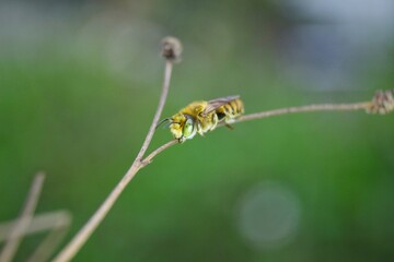 Small bee sleep on twig