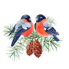 Hand drawn aquarelle picture Bullfinches on pine branch with cones