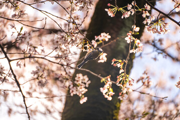桜の蜜を吸う野鳥