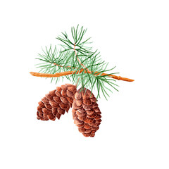aquarelle hand painted picture of pine with cones