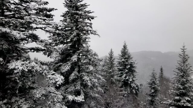 Winter Carpathian forest cinematic aerial view. Drone flying over the wild winter forest. 4K drone footage. Wild nature and landscape from above.