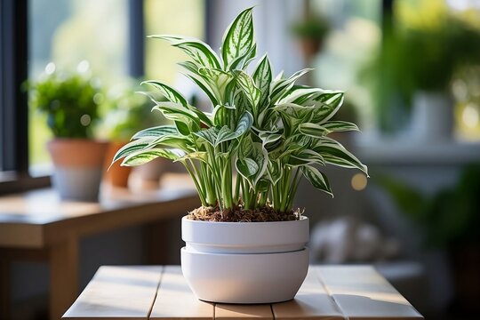 Discover air-purifying wonders with visuals showcasing snake plants, spider plants, and peace lilies, promoting their health-boosting benefits in interiors
