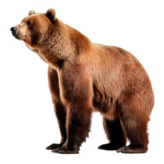 Brown bear isolated on transparent background. AI generated. PNG