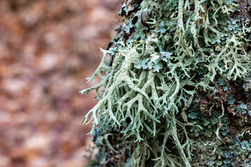 lichen covered oaks in the town of Granja de San Ildefonso in the province of Segovia, Spain