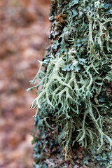 lichen covered oaks in the town of Granja de San Ildefonso in the province of Segovia, Spain