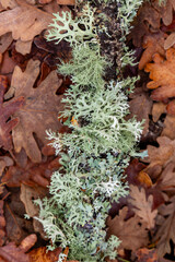 lichen covered oaks in the town of Granja de San Ildefonso in the province of Segovia, Spain
