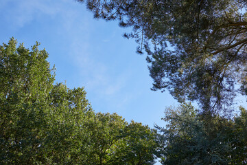 Autumn and a sunny October day picks out a blue sky framed by Scots Pine, Oak and Sweet Chestnuts in Nidderdale, North Yorkshire, at 900ft