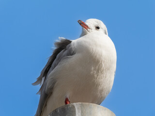 ユリカモメ