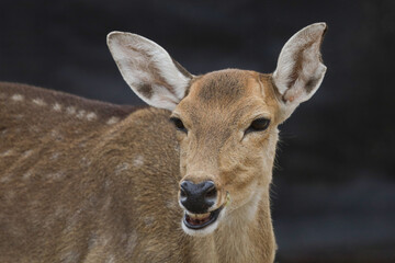 Close up head female deer in garden