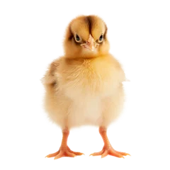 Foto op Plexiglas Chick isolated on transparent background. AI generated. PNG © vadymstock