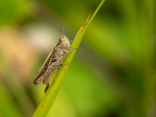 Common Field Grasshopper on a Grass Stem