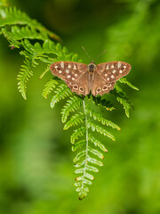 Speckled Wood Butterfly resting  on a Fern