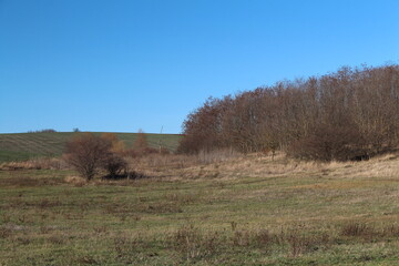 Fototapeta premium A grassy field with trees in the background