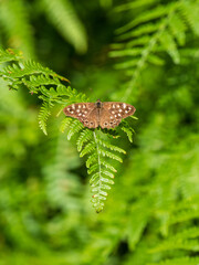 Speckled Wood Butterfly resting  on a Fern