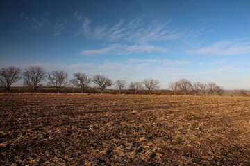 A field with trees and blue sky