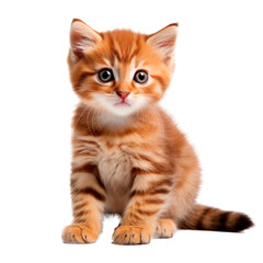 Fototapeta premium Cute kitten isolated on transparent background. AI generated. PNG