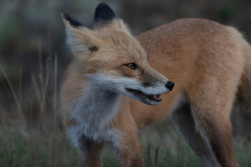 an alert red fox on the Sibley Peninsula  in northern Ontario,Canada in September