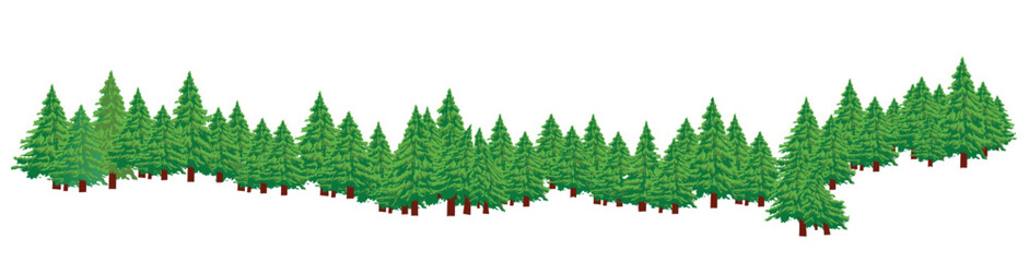 Vector illustration of fir forest isolated on white background. Realistic style.