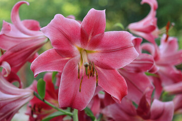 Beautiful pink Lily in full bloom in the summer garden. Petals of a bright large flower of Lilium ...
