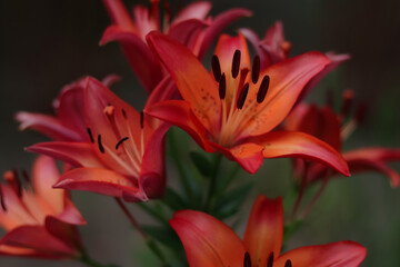 Tiger lily flower. Red lily. Lilium lancifolium. Beautiful orange Lily in the garden on a summer...
