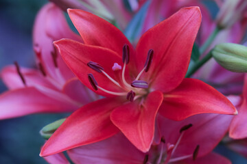 Oriental Hybrid Lily close up. Red Stargazer Lily flower. Full blooming of red Asiatic lily flower. Lilium hybridum flowers background. Bouquet of large Lilies. Lilium belonging to the Liliaceae