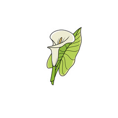 jasmine flower illustration on white background - 695450336