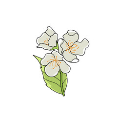 jasmine flower illustration on white background - 695450342