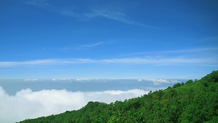 Sea of clouds view from a mountain peak though the pine trees against a background of clouds and a blue sky in Thailand.