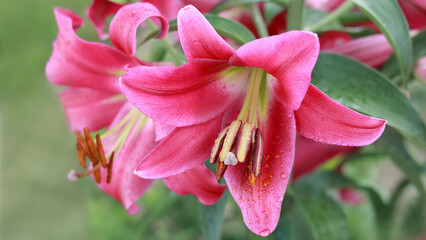 Oriental Hybrid Lily close up. Red Stargazer Lily flower. Full blooming of red Asiatic lily flower. Lilium hybridum flowers background. Bouquet of large Lilies. Lilium belonging to the Liliaceae