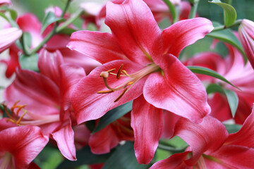 Oriental Hybrid Lily close up. Pink Stargazer Lily flower. Full blooming of Pink Asiatic lily flower. Lilium hybridum flowers background. Bouquet of large Lilies. Lilium belonging to the Liliaceae