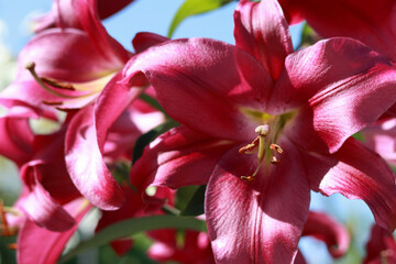 Oriental Hybrid Lily on the background of the sky. Pink Stargazer Lily flower. Full blooming of Pink Asiatic lily flower. Lilium hybridum flowers. Large Lilies. Lilium belonging to the Liliaceae