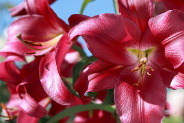 Oriental Hybrid Lily on the background of the sky. Pink Stargazer Lily flower. Full blooming of Pink Asiatic lily flower. Lilium hybridum flowers. Large Lilies. Lilium belonging to the Liliaceae