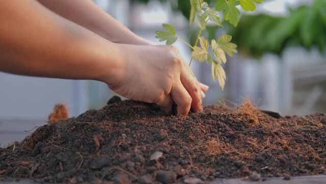 Hands of people young plant growing on the ground. Planting the small tree. Ecology and environment saving concept