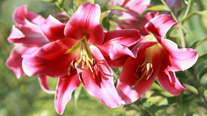 Oriental Hybrid Lily close up. Pink Stargazer Lily flower. Full blooming of Pink Asiatic lily flower. Lilium hybridum flowers background. Bouquet of large Lilies. Lilium belonging to the Liliaceae