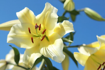 Close-up of yellow Lily on blue sky. Lilium flower on blue background. Yellow asiatic hybrid lilies. Gardening concept. Flowers greeting card. Closeup of stamen and pistil of a yellow lily.  