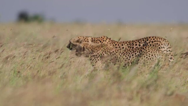 Wide shot of two cheetahs (Acinonyx jubatus) ready to chase their prey in the savannah during the afternoon in Africa.