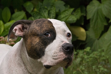 Porträt eines American Bulldog