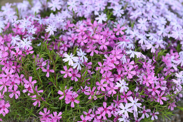 Obraz premium Carpet of colour during spring. Creeping phlox. Flowering plant. Moss creeping Phlox Subulata. Beautiful pink purple violet Moss Phlox Subulata Atropurpurea Blooms.