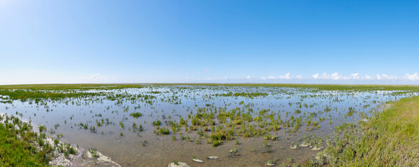 Panorama of a field of green samphire or salicornia plants in low water at the seashore of the Wadden Sea The Netherlands at low tide under a blue sky in summer.