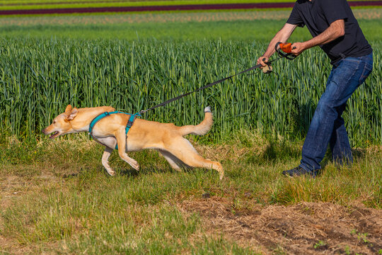 dog pulling strongly on the leash